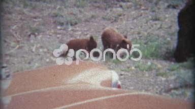 1965: Baby Grizzly Bear Cub Climbs Tree in Fear with Mother in Yellowstone