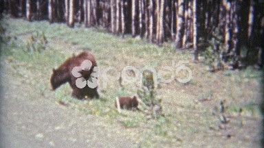 1961: Grizzly Bear Mom and Young Cubs Walking Along Road in Yellowstone