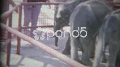 1963: Baby Elephants in Small Zoo Holding Pens on Display for Visitors