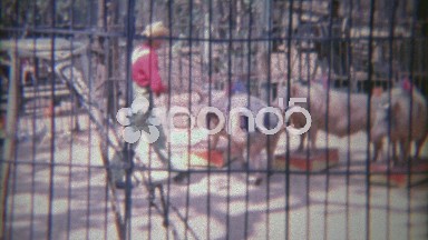 1963: Incredible Pig Circus Show Behind Iron Cage Bars