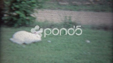 1963: White Bunny Meets Black Bunny and Chases Other Away.