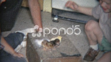 1963: Kids playing with baby chickens at house for the first time near newborn