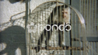 1959: Monkey Pissed Off Trapped in Cage Yelling at Humans