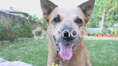 Dog drooling over frisbee catches and retrieves play toy to owner.
