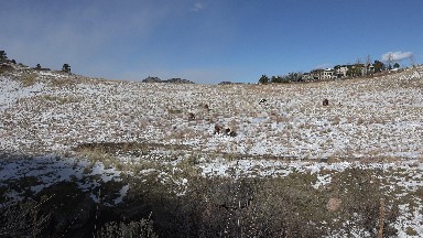 Horse grazing a light snow covered grass under watch from the compound above.