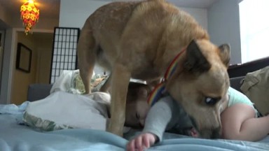 Baby playing with dog baby unsure of self for just a second.