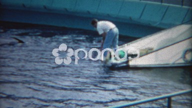 1965: Aquatic park animal trainer feeding walrus fish dolphins jump. LOS