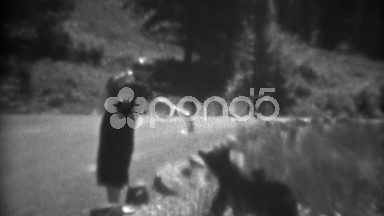 1937: Women hand feeding wild black bear animal roadside closeup. YELLOWSTONE