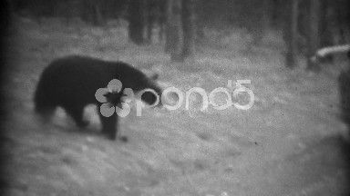 1937: Feeding wild black bear from car window roadside luxury decadence.