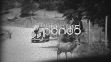 1937: Whitetail deer in middle of road hides in shaded roadside ditch. ARIZONA