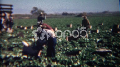 1952: Workers Picking Strawberries in the Hot Sunny Green Fields. Baker,