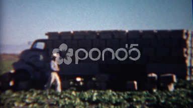 1952: Agricultural Truck Loads Boxes in Fields During Harvest Season