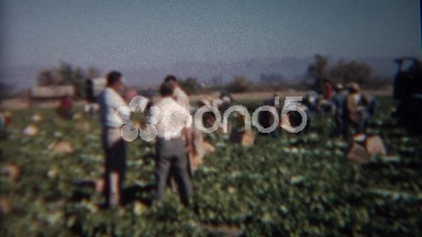 1952: Owners Discussing Strategy While Workers Harvest Vegetables Crops. Baker,