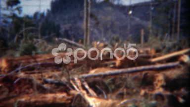 1949: Giant log crane lifting massive red wood pine cut tree sections. DEL MAR,