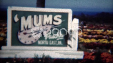 1949: Mums agriculture flower growing farm colorful by Paschle company. NORTH
