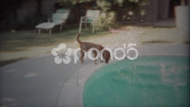 1963: Dog carefully drinking from swimming pool on hot summer day. SAN DIEGO,