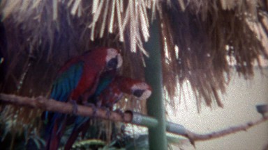 1967: Tropical Parrot Birds Perched, Playing and Fighting in San Diego