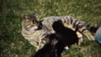 1953: Mama cat laying on green grass while kittens cuddle. DENVER, COLORADO