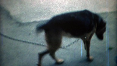 1969: Junkyard dog restlessly walking in circles chained up.