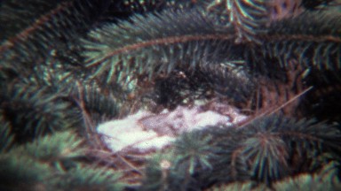 1974: House Finch Sparrow Bird Visits Nest in Pine Tree.