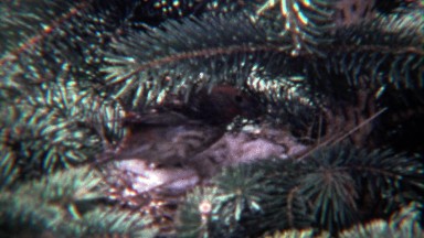 1974: House finch sparrow bird making nest in pine tree.