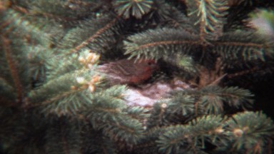 1974: House finch sparrow bird feeding newborn baby chicks.