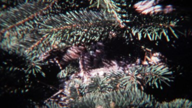 1974: Parental house finch sparrow birds feeding newborn baby chicks.