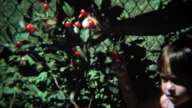 1974: Girl picking red ripe cherries from low tree branches.
