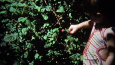 1974: Young girl picking ripe red raspberry bush in summer sunshine.