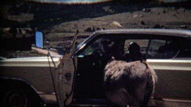 1972: Wild mule inspecting inside of classic early 70's car.
