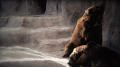 1972: Grizzly bear drinking from zoo water fountain jet hose.