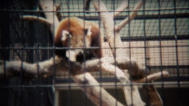 1972: Red panda behind bars at the zoo climbs up dead tree.