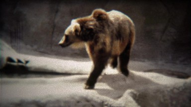 1972: Big Grizzly Bear Walking Around Gray Concrete Zoo Habitat.
