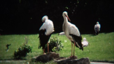 1972: White crane bird grooming feathers in outdoor park.