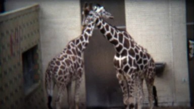 1972: Giraffes Hugging and Walking Around in Big New Zoo