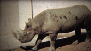 1972: Black Rhinoceros roaming dirt covered zoo habitat floor.