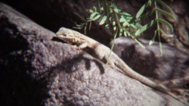 1972: Lizard closeup on hot summer rock basks in sunshine.