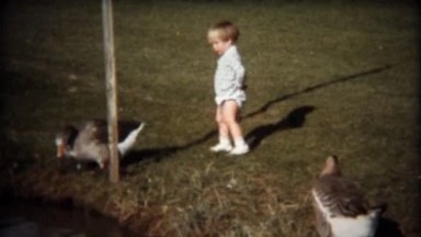 1971: Cute Toddler Boy Chases Geese at Public Lake Park in Boulder, Colorado