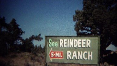 1971: Reindeer Ranch Animal Farm Big Antler Rack Fenced In.