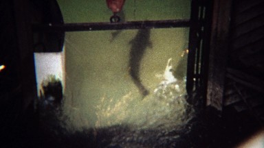 1971: Salmon fish swimming through narrow ladder locks.