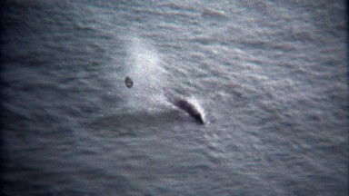 Whale Blowholes Spouting in Ocean Water Below
