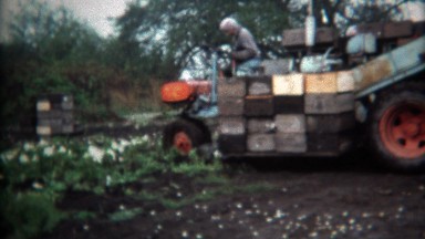1971: Farmer harvesting vegetables workers processing into boxes.