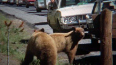 1971: Grizzly Bear Causing Traffic Jam Roadside Feeding