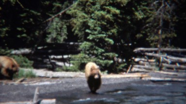 1971: Grizzly bears walking on beach waterfront hunting food.