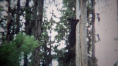 1971: Black Bear Climbing Down Pine Tree in Wooded Forest.