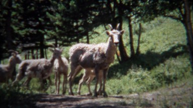 1971: Extended Family of Wild Mountain Goats and Sheep in Montana Forest