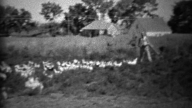1934: Man feeding big flock of farm birds in rural setting.