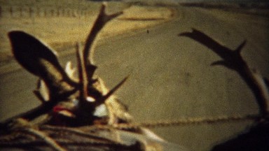 1939: Looking out car windshield driving with whitetail deer antlers.