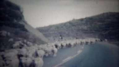 1956: Flock of Sheep Herding Down Middle of Highway Street, Casper, Wyoming