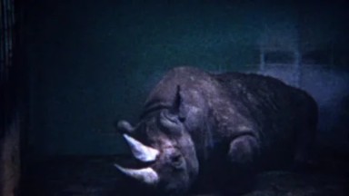 1956: Sad Rhinoceros at San Diego Zoo Sedated with Drugs